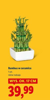 Bambus w ceramice, różne rodzaje promocja w Lidl