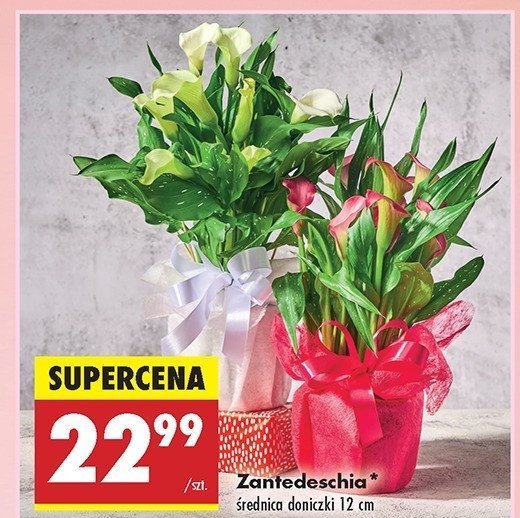 Zantedeschia don. 12 cm promocja