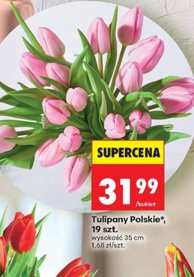 Tulipany Polskie, 19 szt. promocja w Biedronka