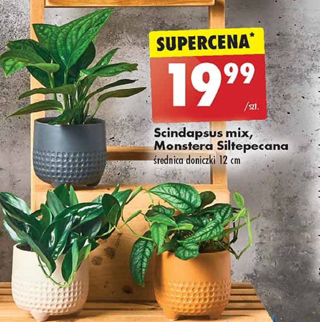 Scidapsus promocja