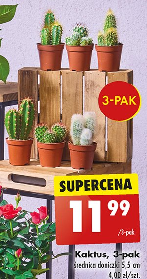 Kaktus 5.5 cm promocja w Biedronka