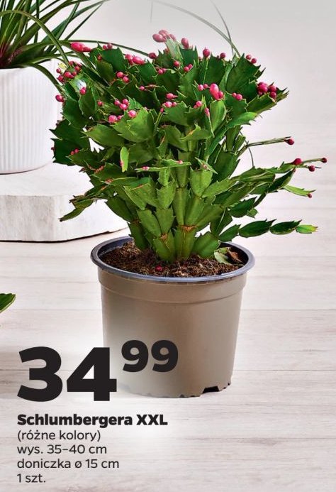 Schlumbergera promocja