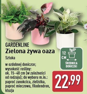 Zielistka GARDEN LINE promocja w Aldi