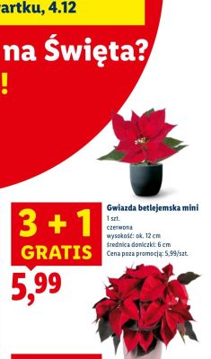 Gwiazda betlejemska mini promocja w Lidl