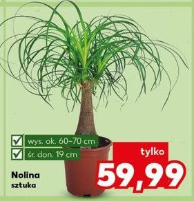 Nolina promocja