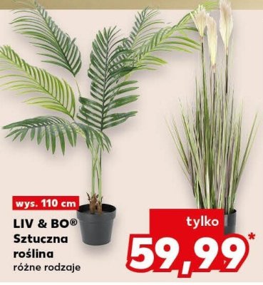 Sztuczna roślina promocja w Kaufland