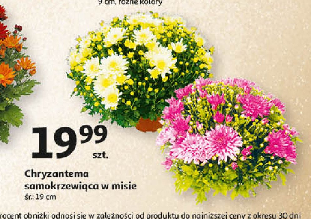 Chryzantema samokrzewiąca don. 19 cm promocja