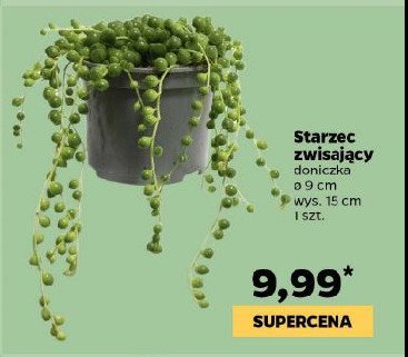 Starzec don. 9 cm promocja