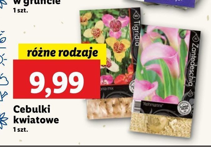 Cebulki zantedeschia promocja