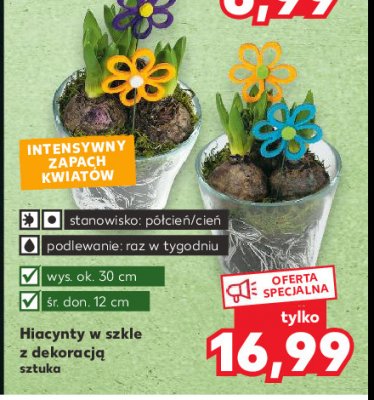 Hiacynt w szkle z dekoracj膮 wys. 30 cm promocja