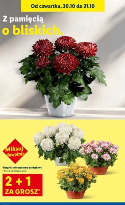 Chryzantemy doniczkowe 2+1 promocja w Lidl