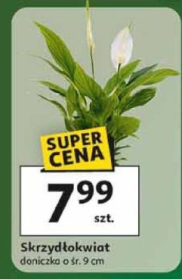 Skrzydłokwiat doniczka o śr. 9 cm promocja w Auchan