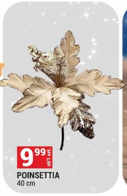 Poinsettia 40 cm promocja w Merkury Market