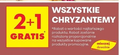 Wszystkie chryzantemy 2+1 gratis promocja w Biedronka