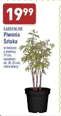 Piwonia don. 19 cm GARDEN LINE promocja