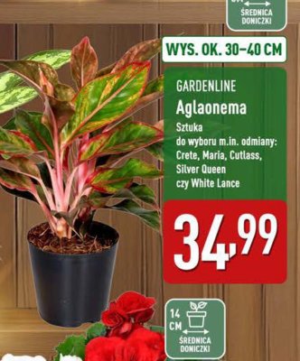 Roślina doniczkowa GARDENLINE Aglaonema promocja w Aldi