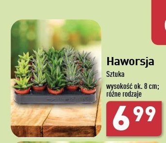 Haworsja promocja