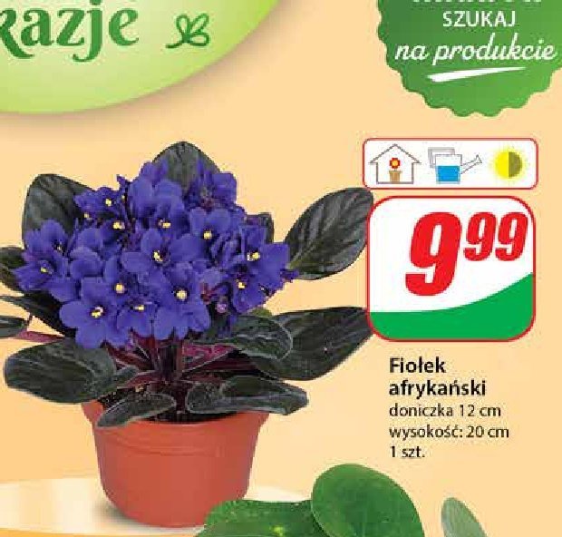 Fiołek afrykański w donicy 12 cm promocja