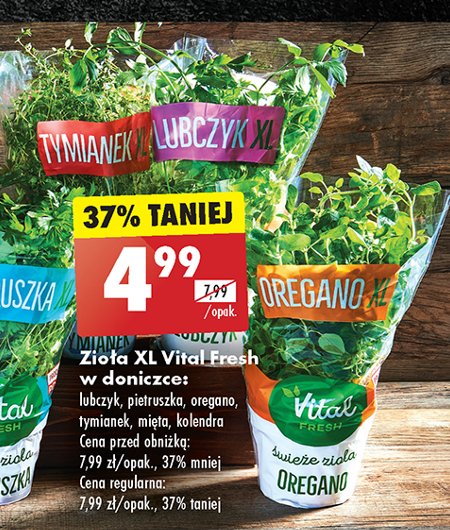 Oregano Vital fresh promocja