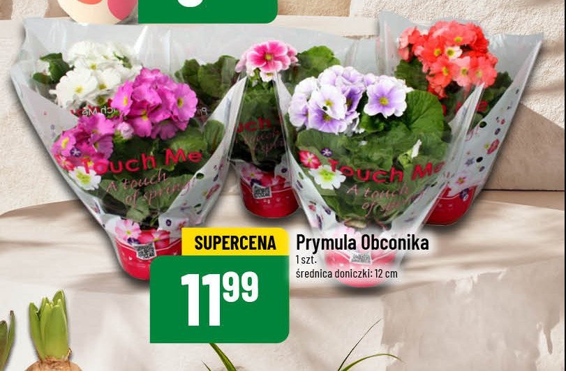 Prymula obconika promocja