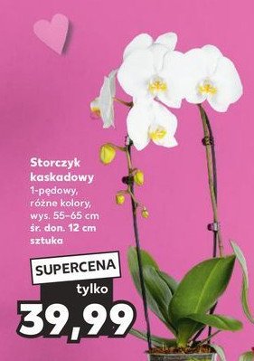 Storczyk 1-p臋dowy kaskada 12 cm promocja