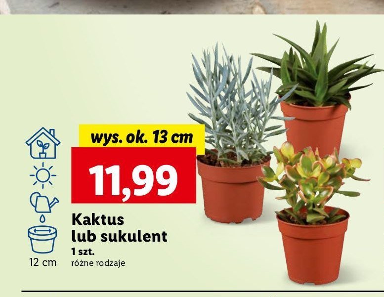 Sukulent 13 cm promocja