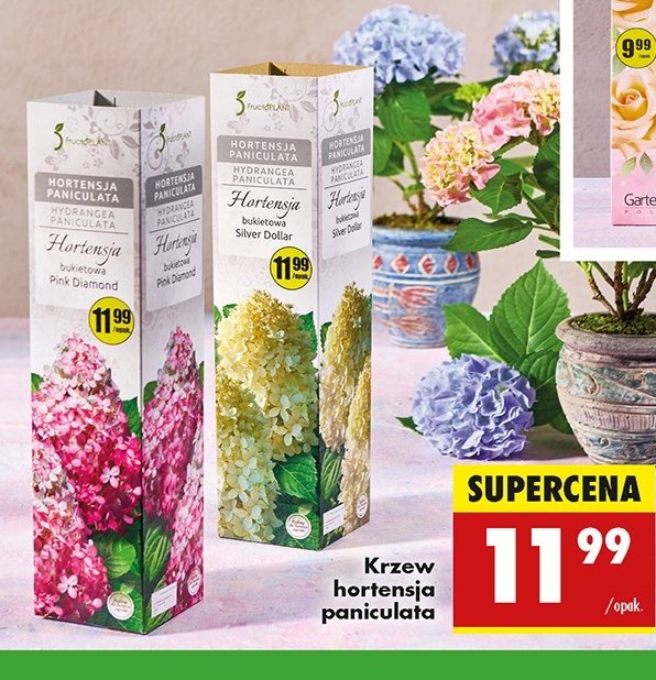 Hortensja bukietowa FRUCTOPLANT promocja w Biedronka