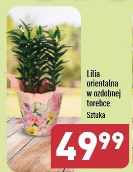 Lilia orientalna w ozdobnej torebce promocja