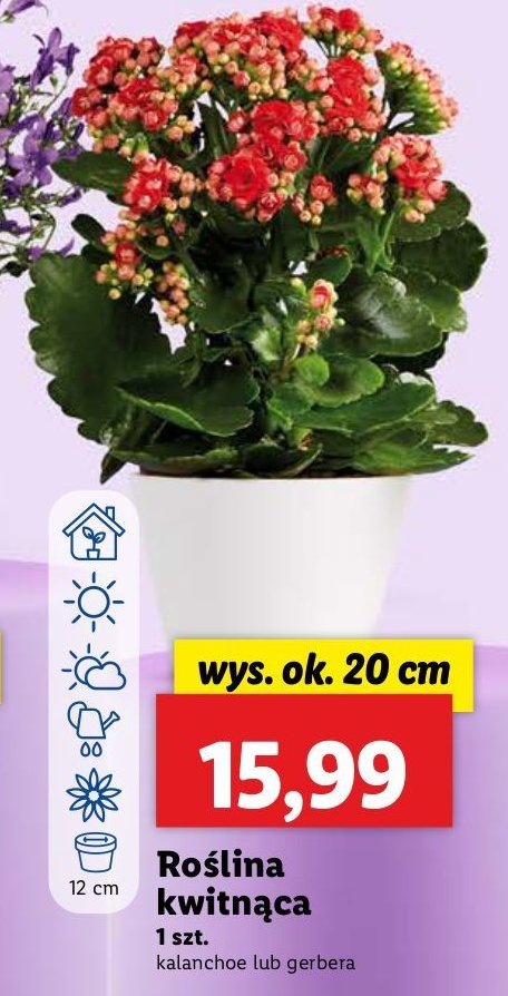 Gerbera kwitnąca 20 cm promocja w Lidl