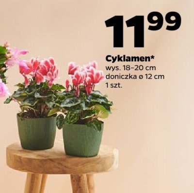 Cyklamen  ø 12 cm promocja w Netto