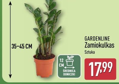 Zamiokulkas  promocja w Aldi