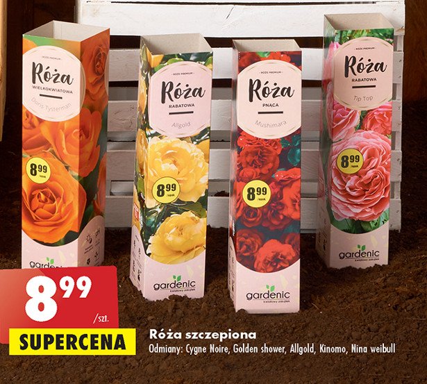 R贸偶a szczepiona kinomo Gardenic yard promocja