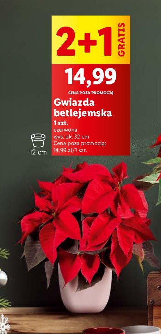 Gwiazda betlejemska 32 cm promocja w Lidl