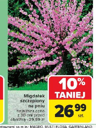 Migda艂ek szczepiony na pniu promocja
