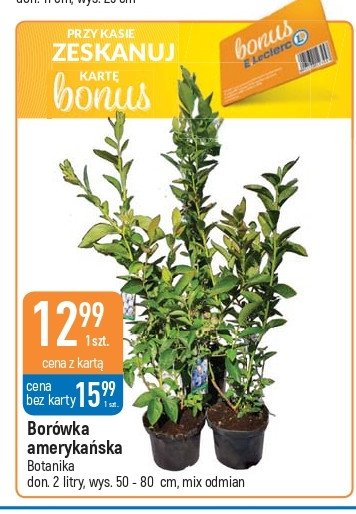 Borówka amerykańska Botanika promocja