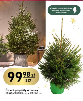 Świerk pospolity w donicy 120-150 cm promocja w Castorama