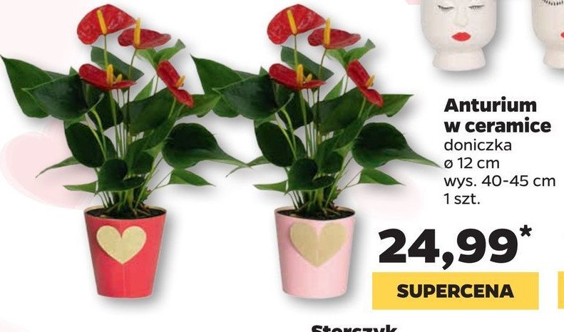 Antrium w ceramice don. 12 cm 40-45 cm promocja