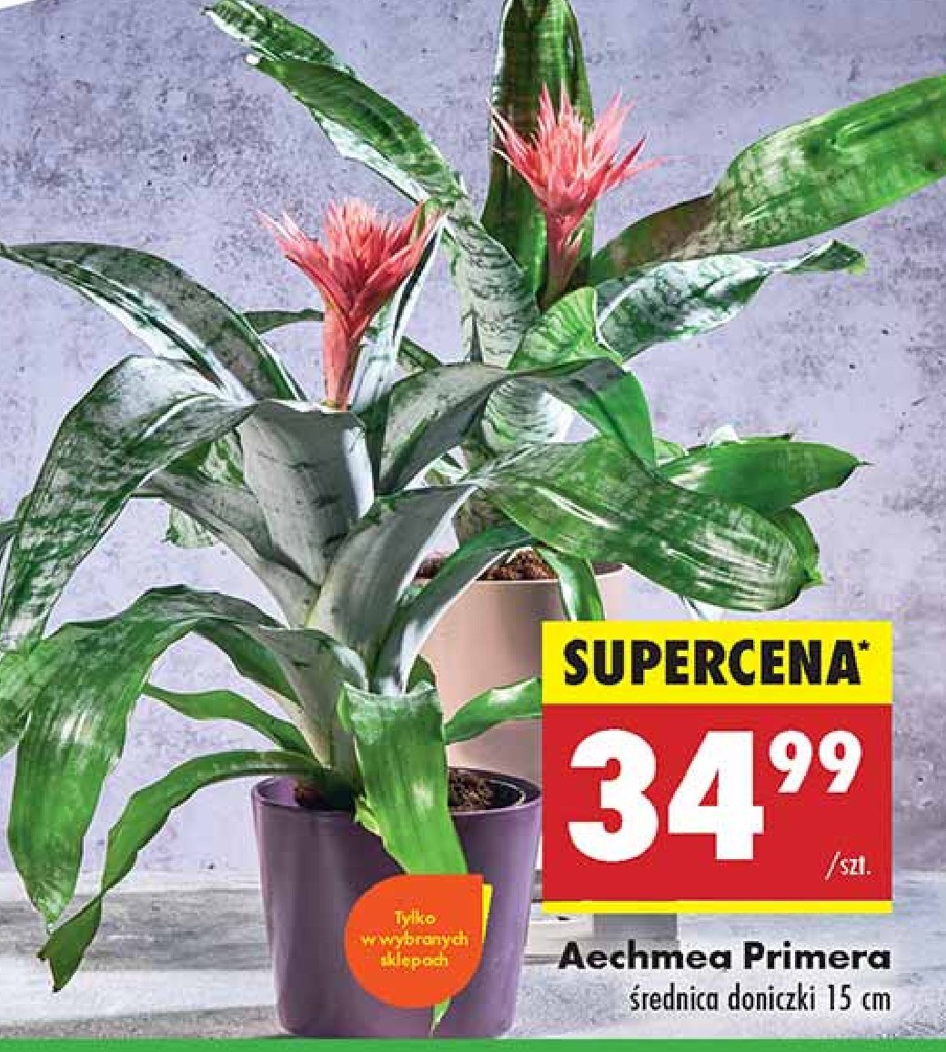 Aechmea primera promocja w Biedronka