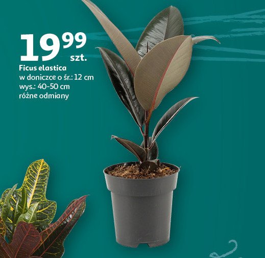Ficus elastica robusta 12 cm promocja