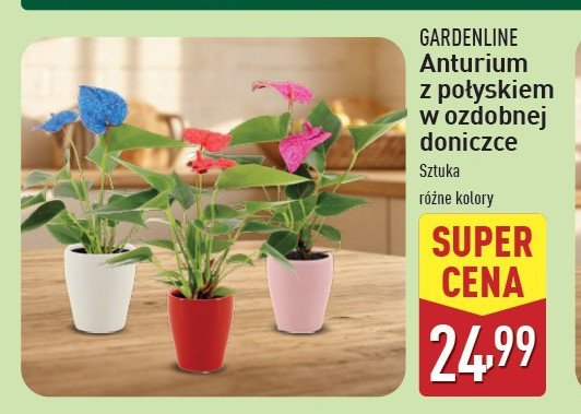 Anturium z połyskiem w ozdobnej doniczce GARDEN LINE promocja w Aldi