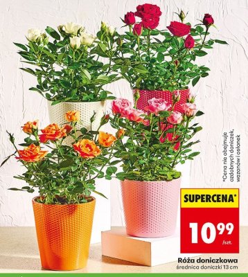 Róża doniczkowa różne kolory promocja w Biedronka