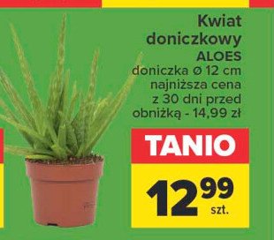 Aloes w don. 12 cm promocja