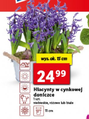 Hiacynty w cynkowej doniczce promocja