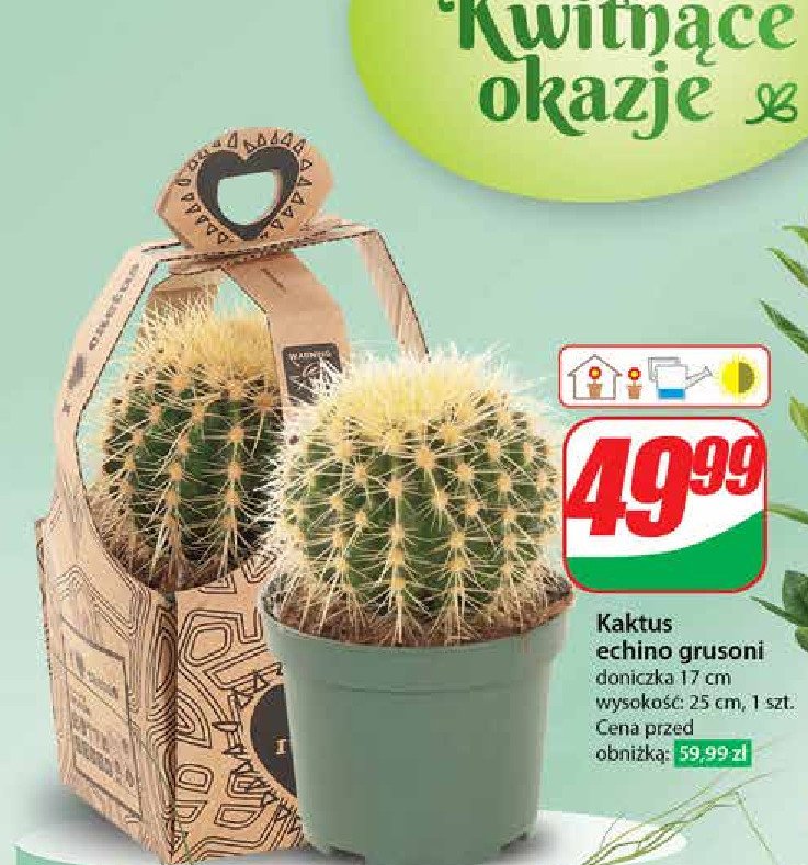 Kaktus echino grusoni promocja