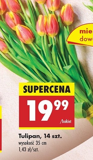 Tulipany promocja w Biedronka