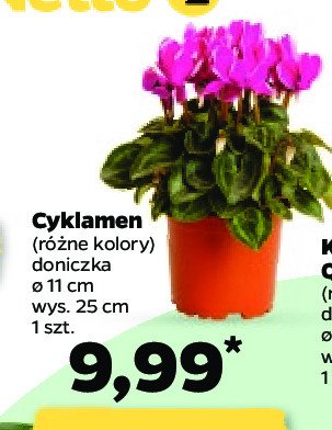 Cyklamen w don. 11 cm promocja