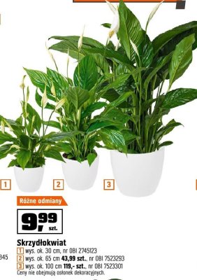 Skrzydłokwiat forma drzewa, wys. ok. 30 cm promocja w OBI