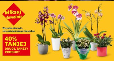 Różyczka doniczkowa wszystkie rodzaje promocja w Lidl
