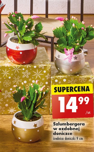 Szlumbergera 9 cm promocja