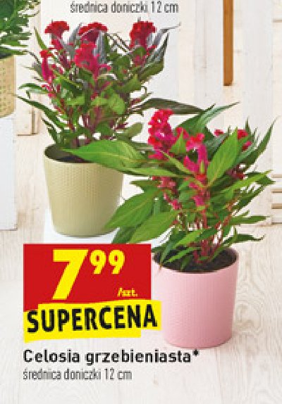 Celosia grzebieniasta 17 cm promocja